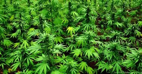 गोपालगंज में नशा माफिया पर बिहार पुलिस का बड़ा प्रहार: भारी मात्रा में गांजा और चरस के साथ दो तस्कर गिरफ्तार