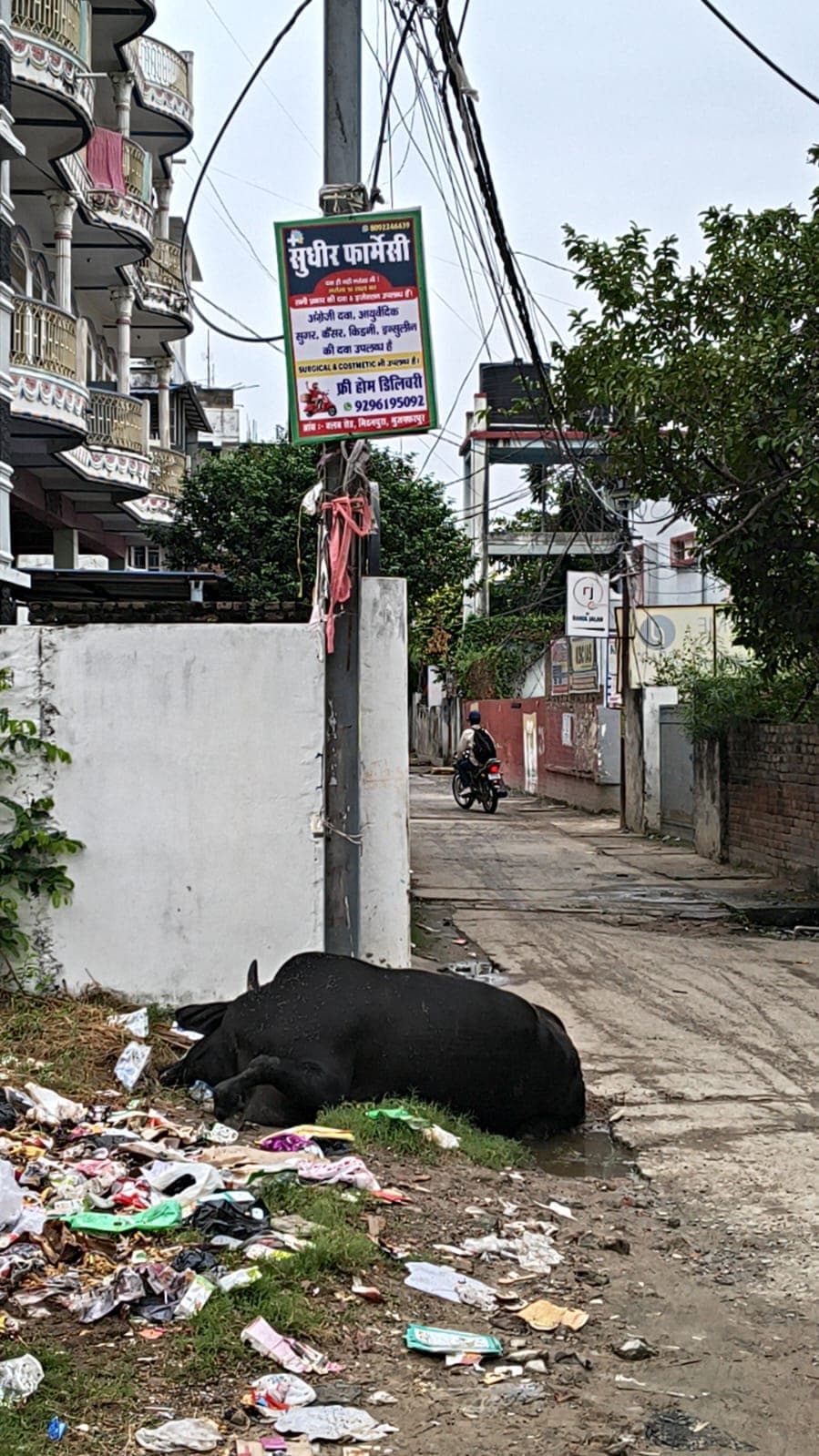 Cow died in Shivshankar Path Mithanpura