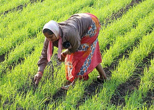 Bihar flood crop loss subsidy