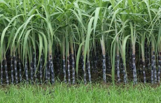 70 Percent Subsidy on Sugarcane in Bihar